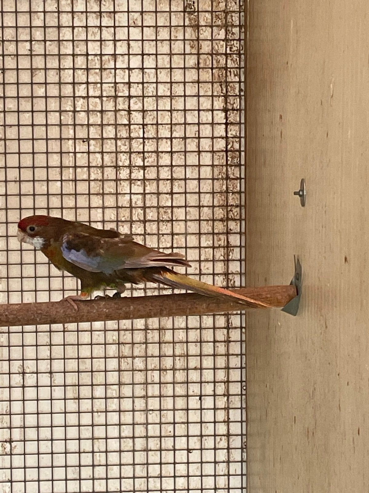 Rosella pop 26, Dieren en Toebehoren, Vrouwelijk, Parkiet, Geringd