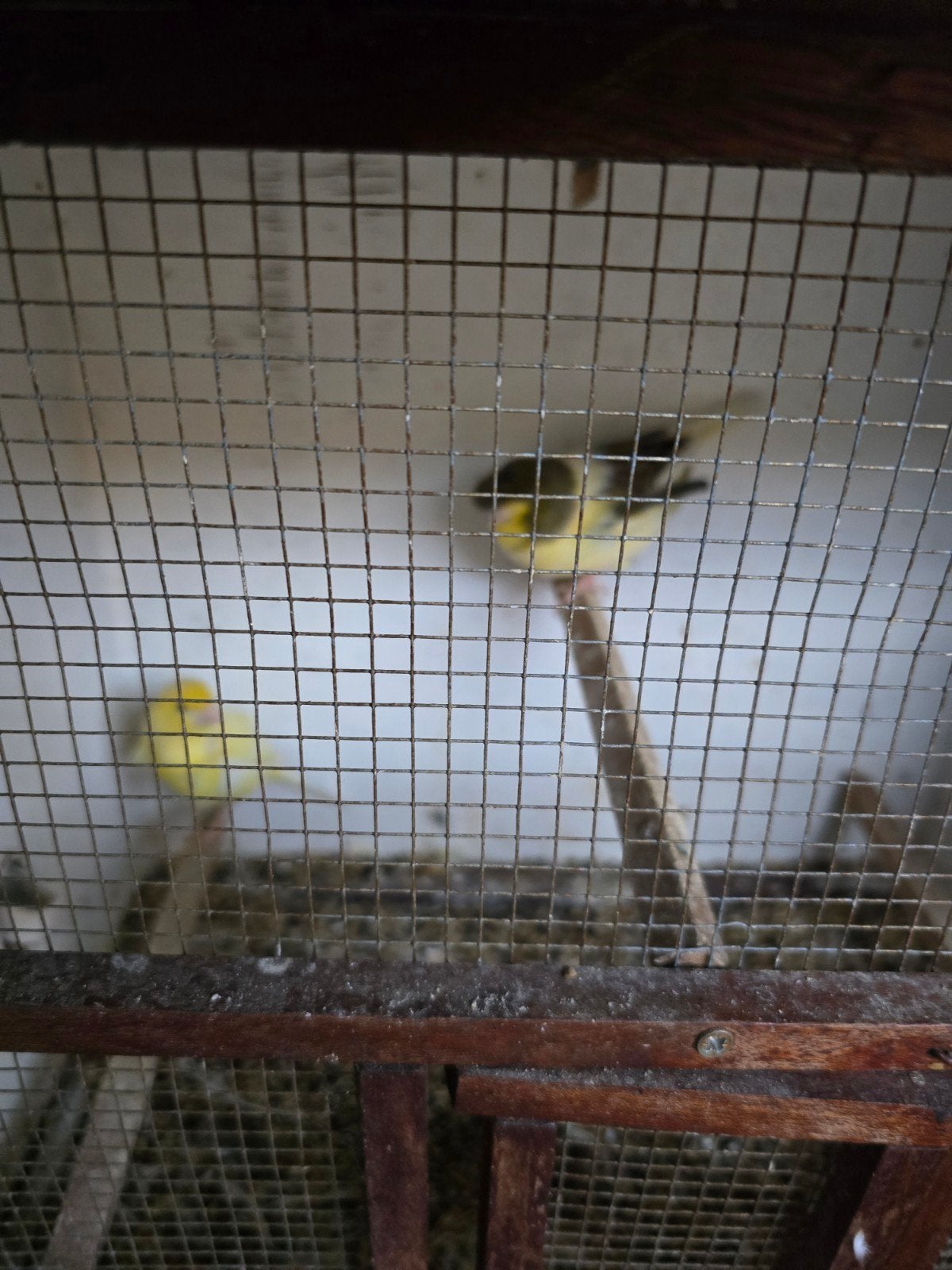 koppell gloster kanarie te koop, Dieren en Toebehoren, Vogels | Kanaries, Meerdere dieren, Kleurkanarie