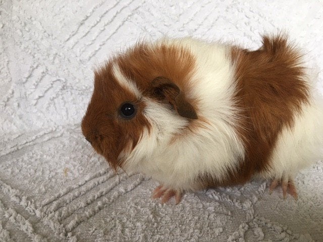cavia, Dieren en Toebehoren, Knaagdieren, Cavia, Juli, Meerdere dieren, Tam