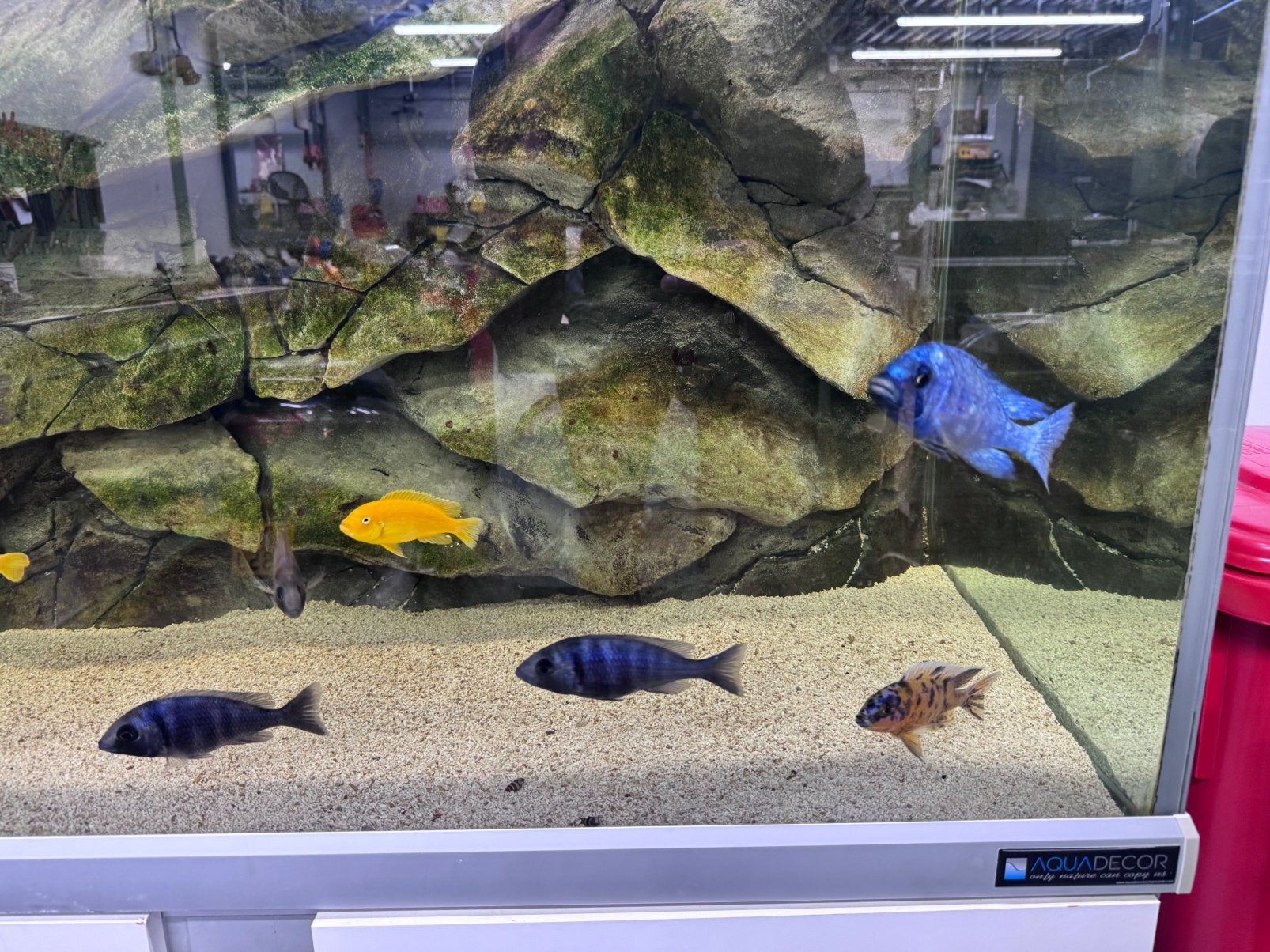 Aquarium 160cm met malawi chicliden, Info@fluval.com in, Gebruikt, A, Eheim