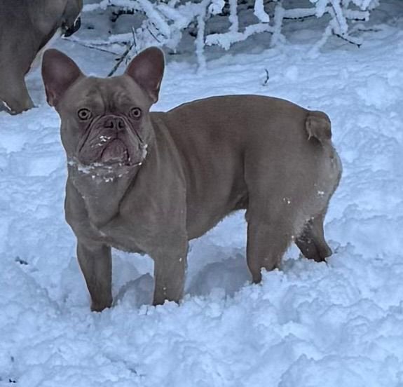 Franse bulldog dekreu Isabella, Dieren en Toebehoren, Parvo, Reu, 1 tot 2 jaar, Eén hond