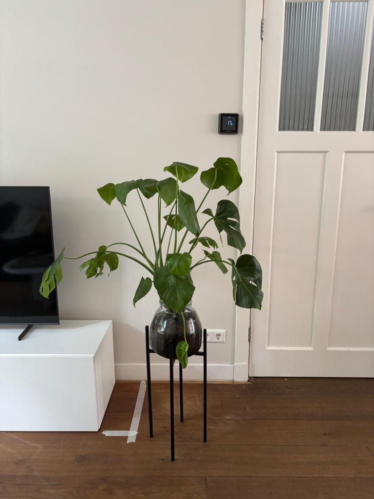 Sissy-Boy glazen vaas met metalen standaard + Monstera plant, Ophalen, Halfschaduw, Minder dan 100 cm