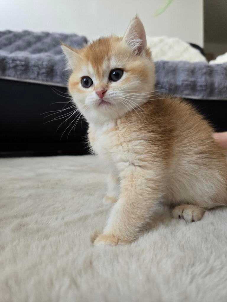 Britse Korthaar  (Golden Shaded), Dieren en Toebehoren, Katten en Kittens | Raskatten | Korthaar, Poes, Ontwormd