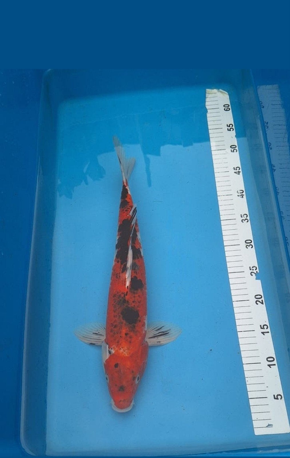 Koikarper, Karper of Koi