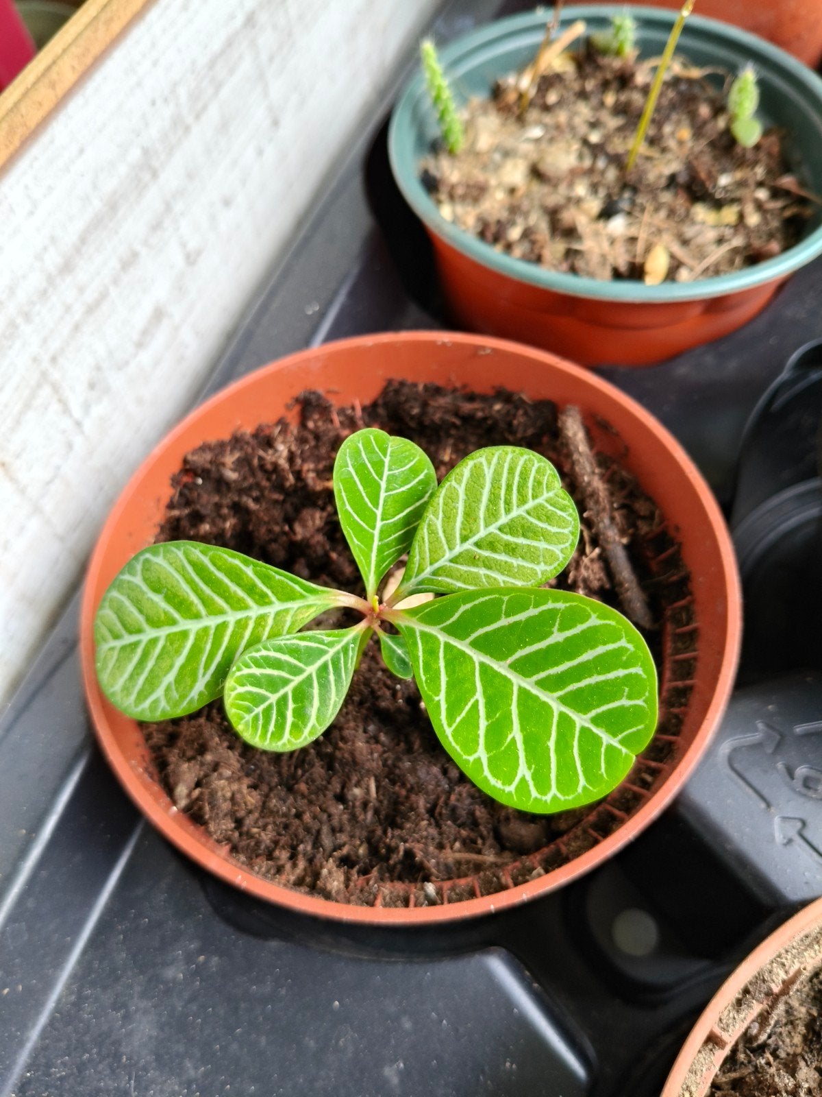 Euphorbia leuconeura – Madagaskar juweel kamerplant, Ophalen