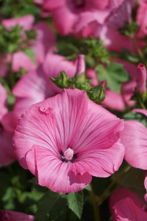 Lavatera tri. Loviness zaden (bekermalva) W307, Ophalen of Verzenden, Voorjaar, Volle zon, Zaad
