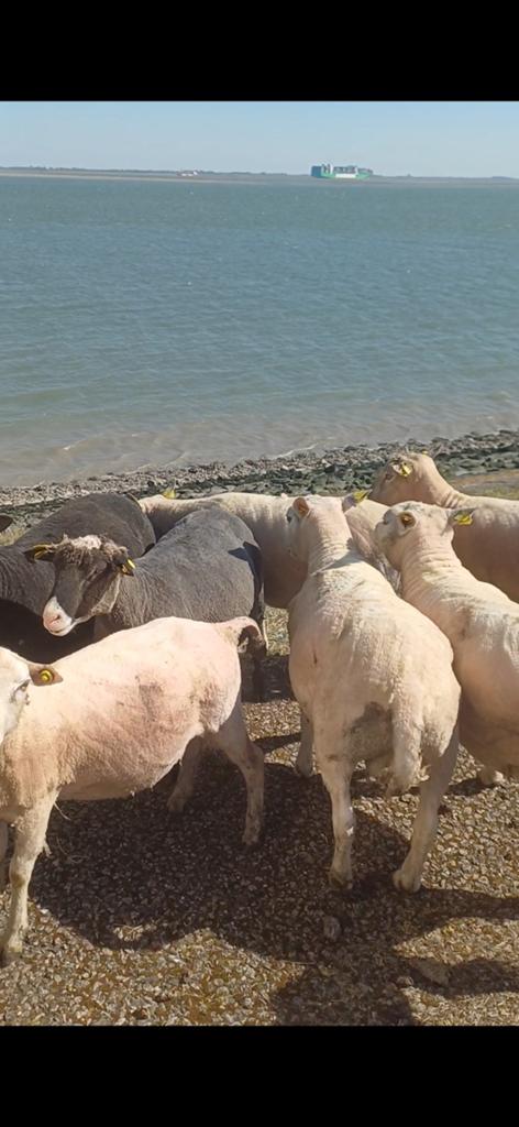 Rammen te koop, Dieren en Toebehoren, Schapen, Geiten en Varkens, Mannelijk