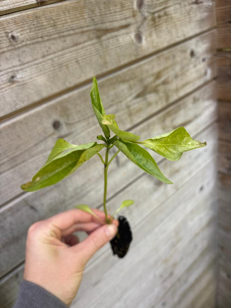 Biologische peperplantjes: Spaanse, Jalapeño, Chinese-5color, Ophalen, Volle zon, Groenteplanten, Eenjarig