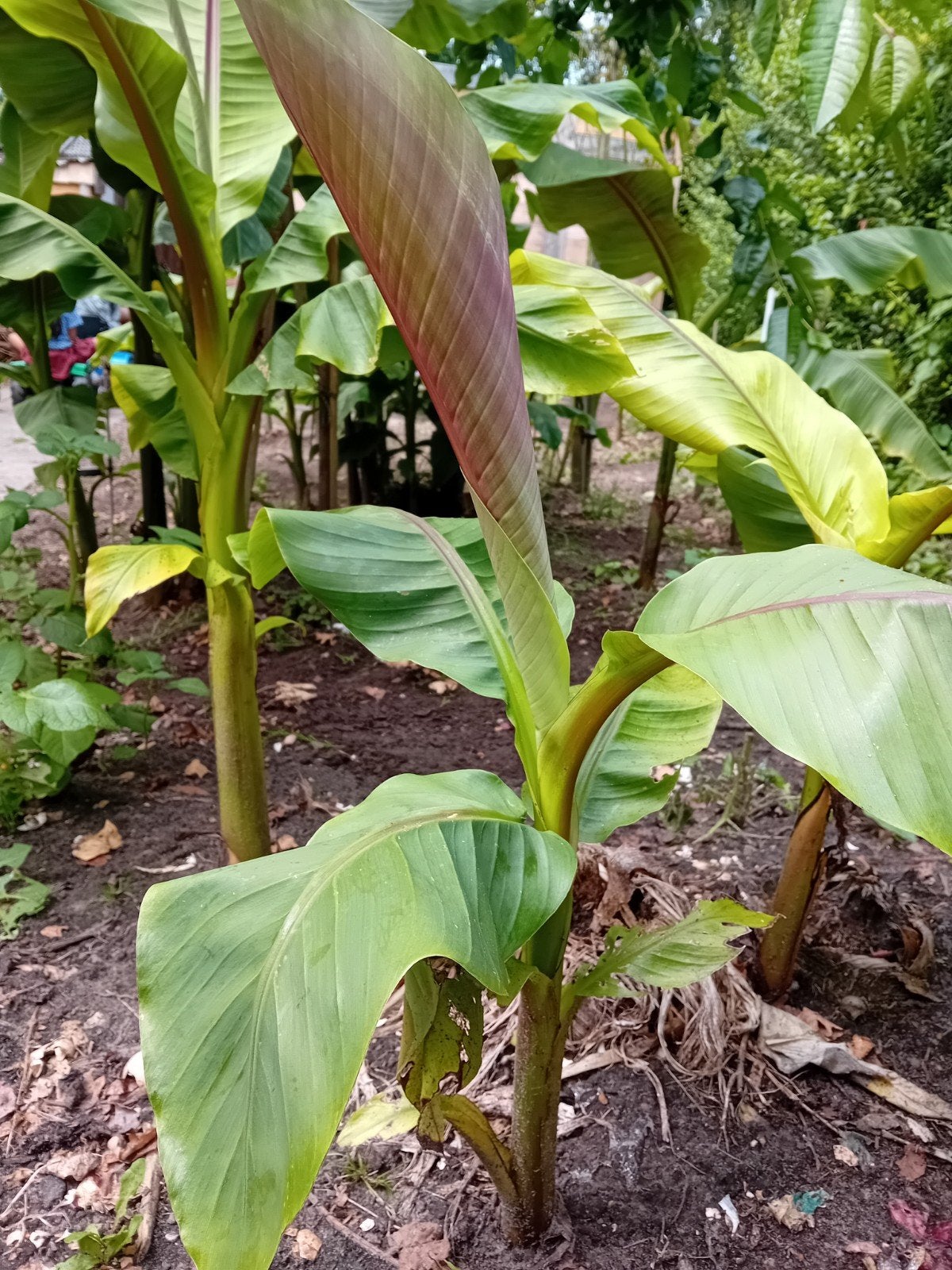 Banaan plant, Ophalen, Volle zon