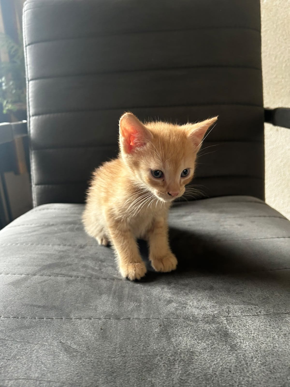kittens, Dieren en Toebehoren, Meerdere dieren, Ontwormd, 0 tot 2 jaar