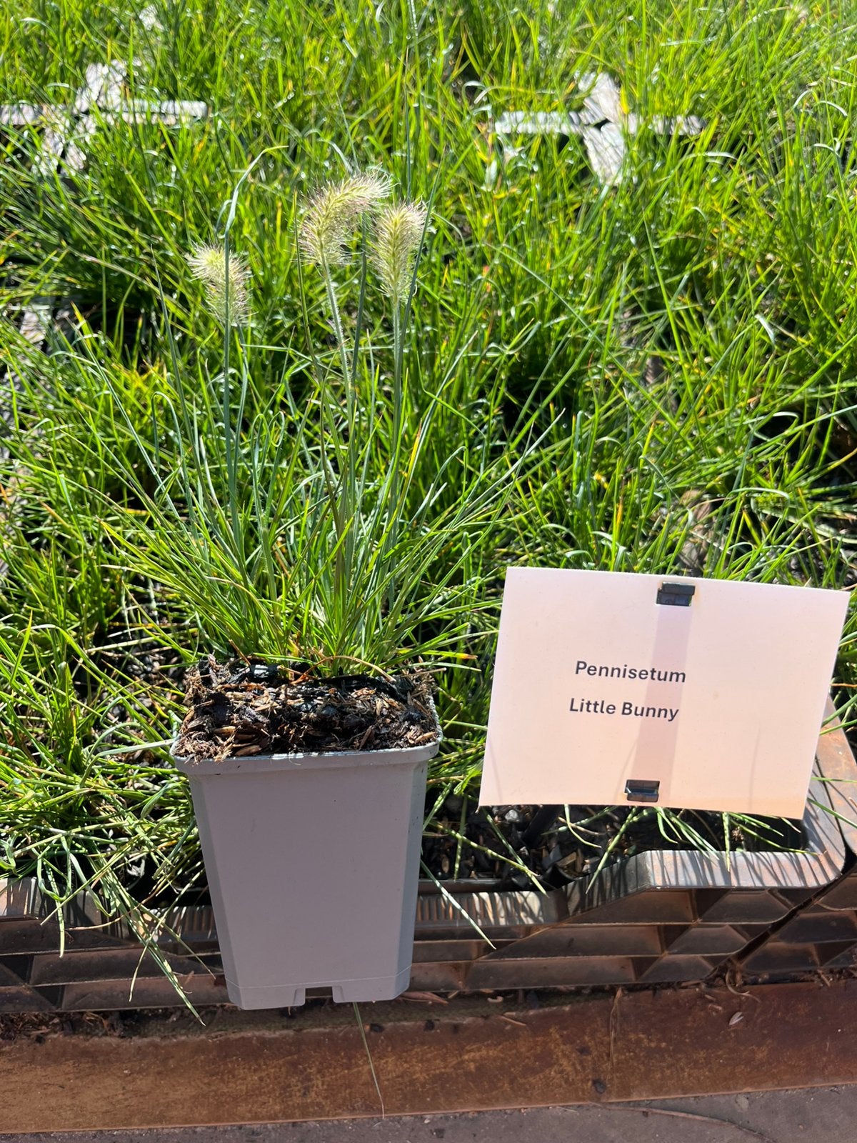 Pennisetum Little Bunny P9 € 1,40, Ophalen, Overige soorten, Volle zon