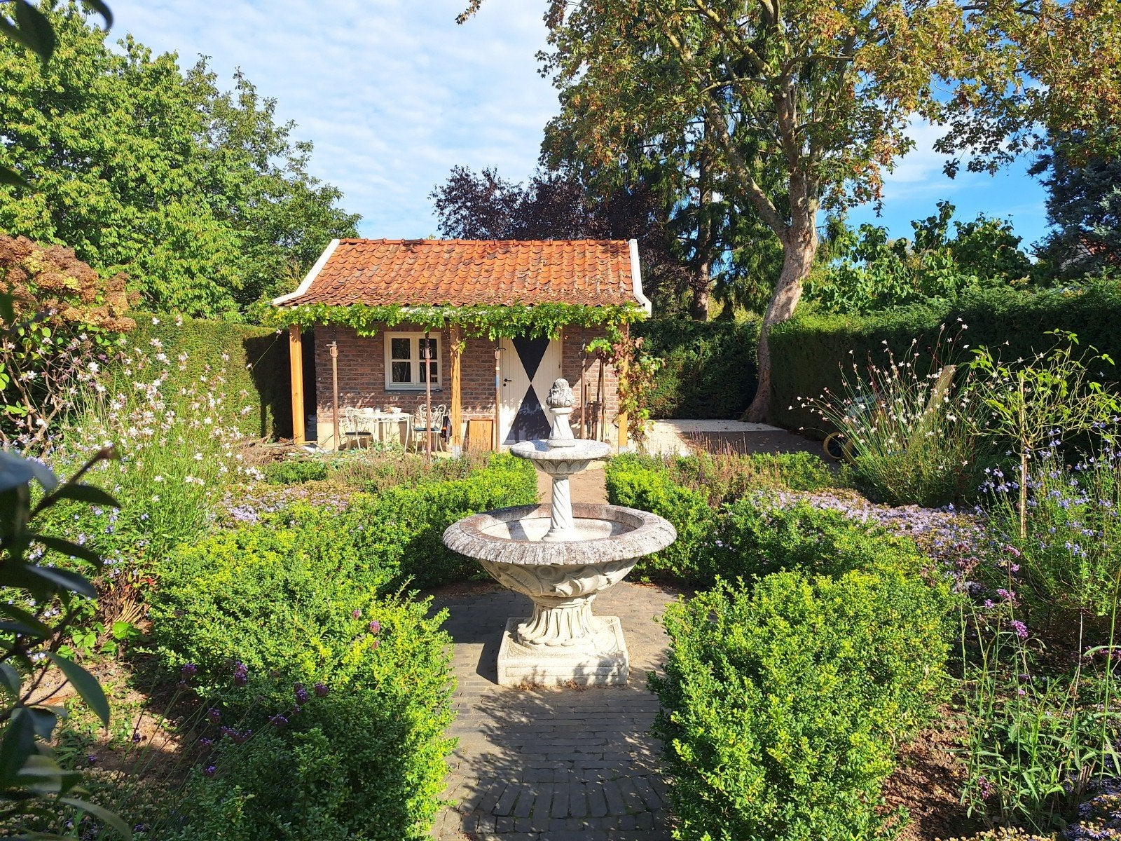 Ilex (Japanse hulst, dé Buxus-vervanger), ong.100 stuks, Tuin en Terras, Ophalen, Overige soorten, Struik, Minder dan 100 cm