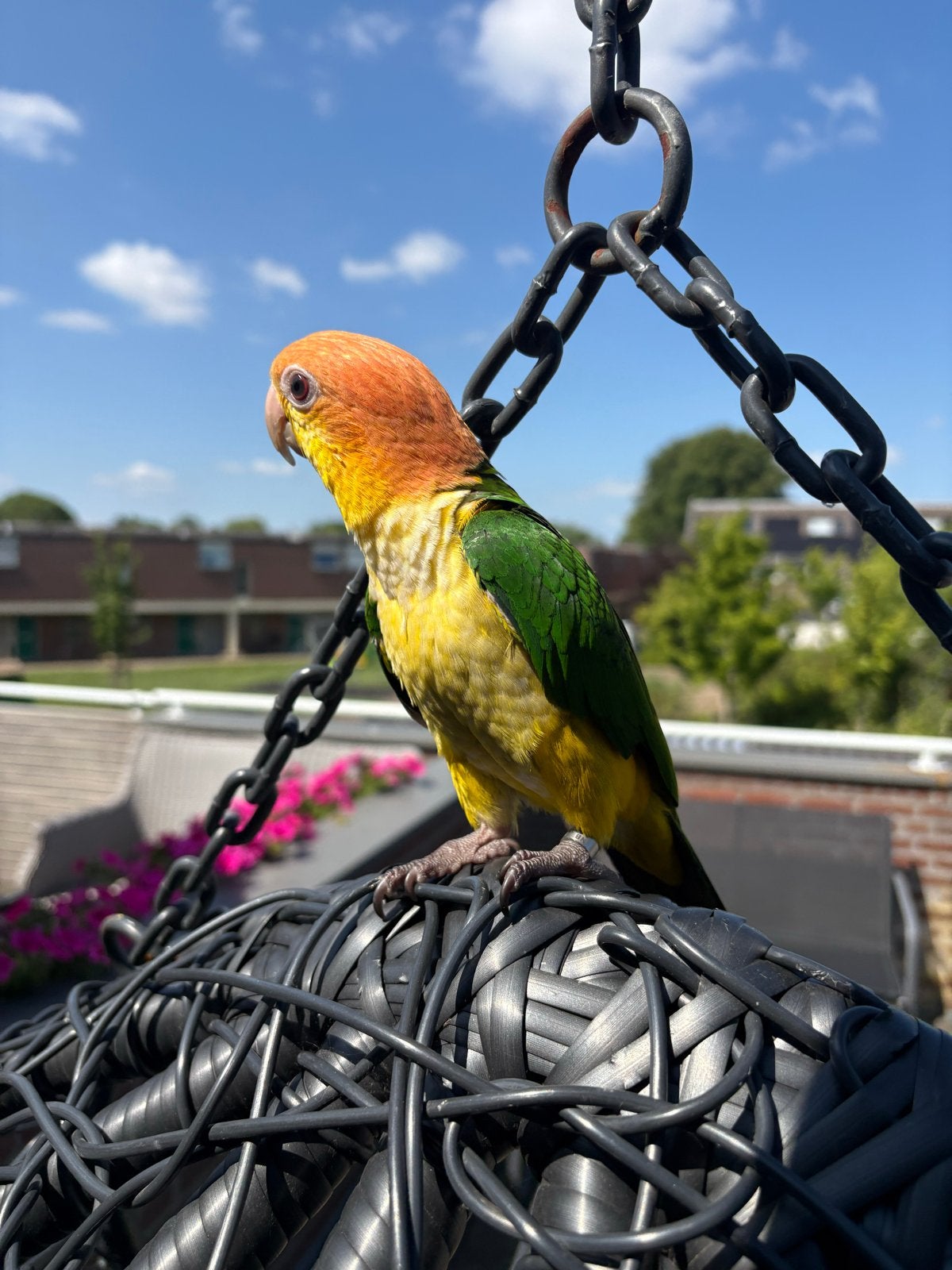 Mooie tamme Witbuikcaique papegaai, Dieren en Toebehoren, Vogels | Parkieten en Papegaaien, Mannelijk, Papegaai, Tam