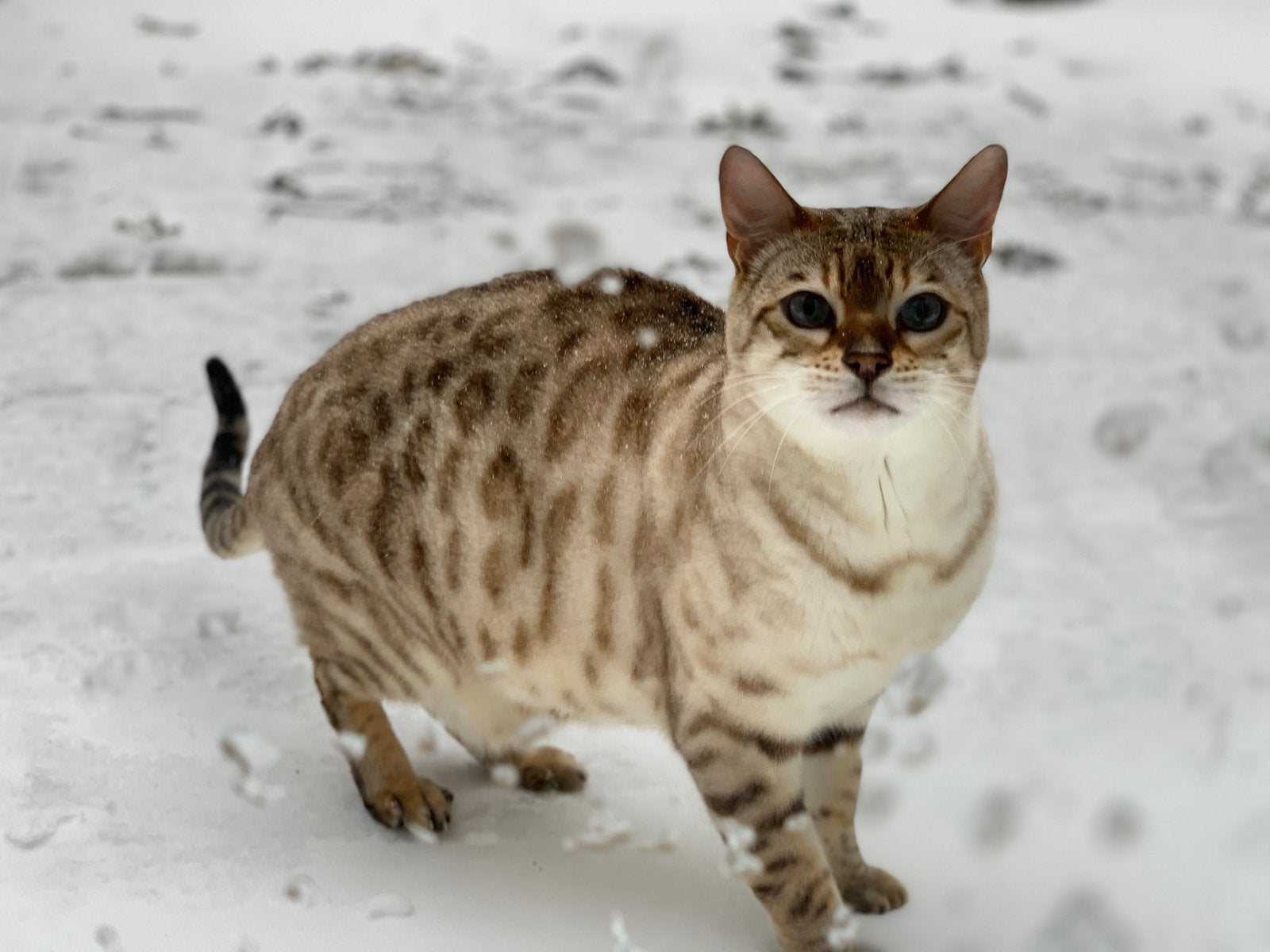 Gezocht: Snow Lynx Bengaal kitten poes bijzondere zoektocht, Dieren en Toebehoren, Poes, 0 tot 2 jaar