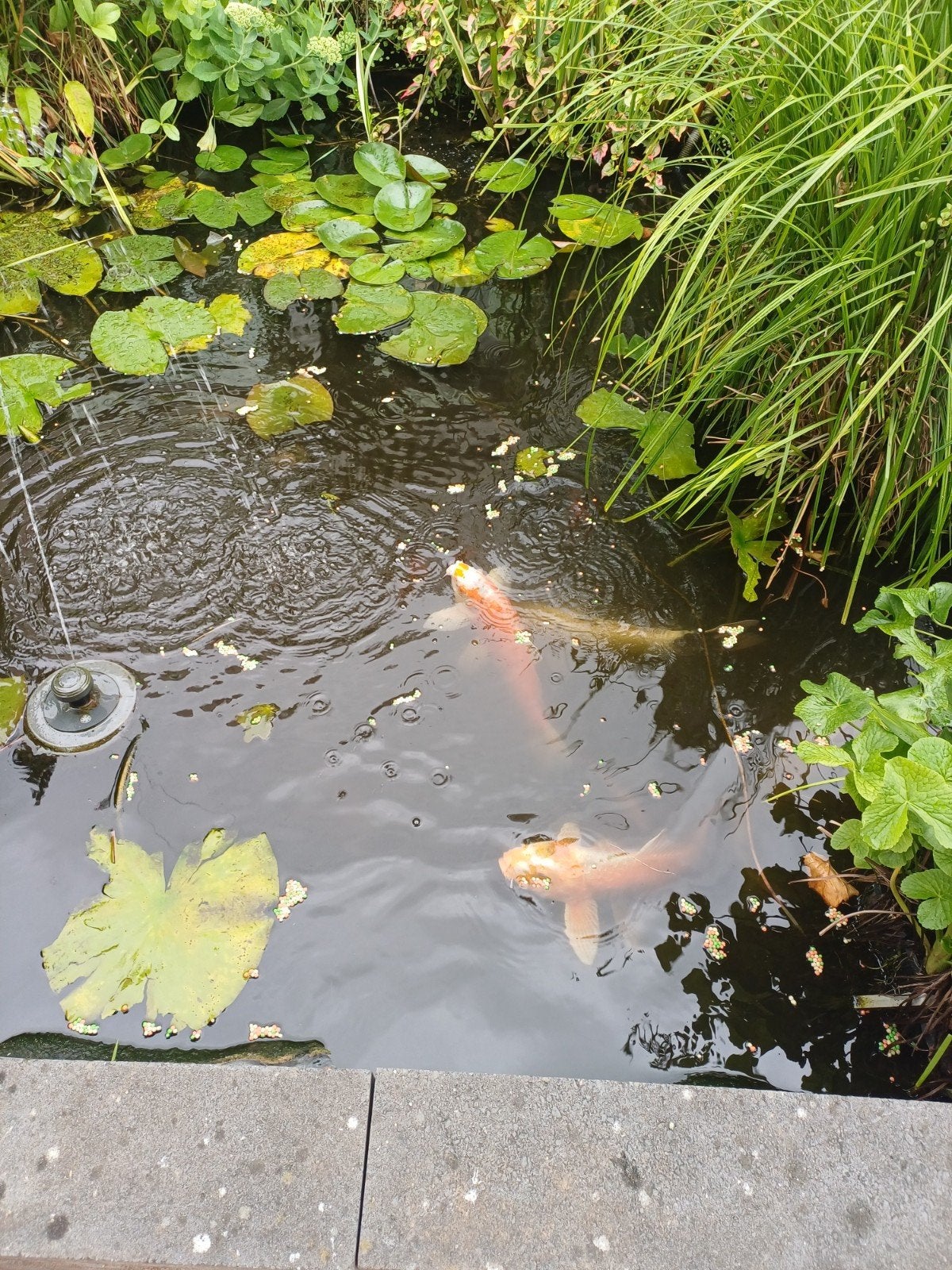 Mooi koi karpers, Karper of Koi