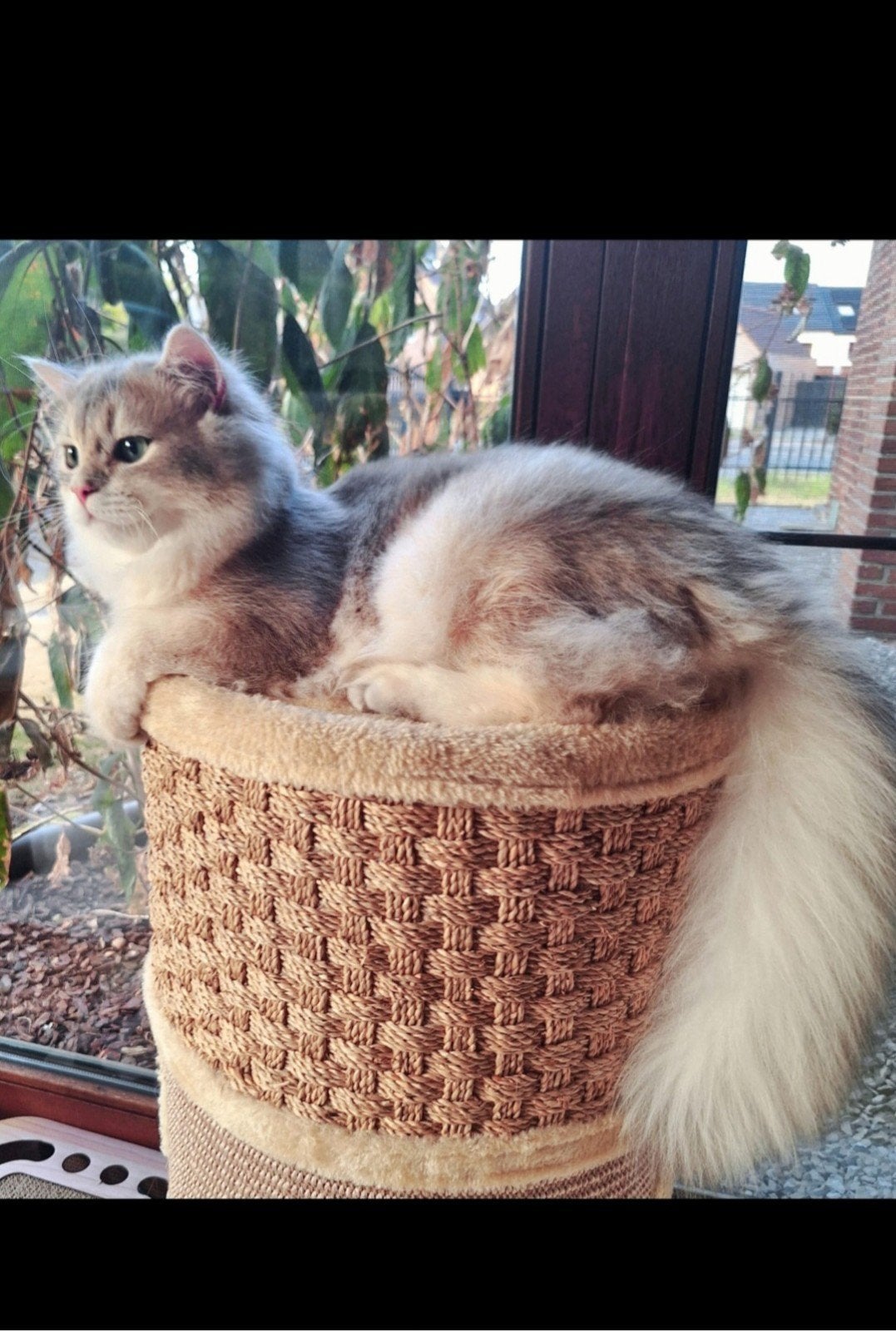 Prachtige Blue Golden British Longhair dekkater Leo, Kater
