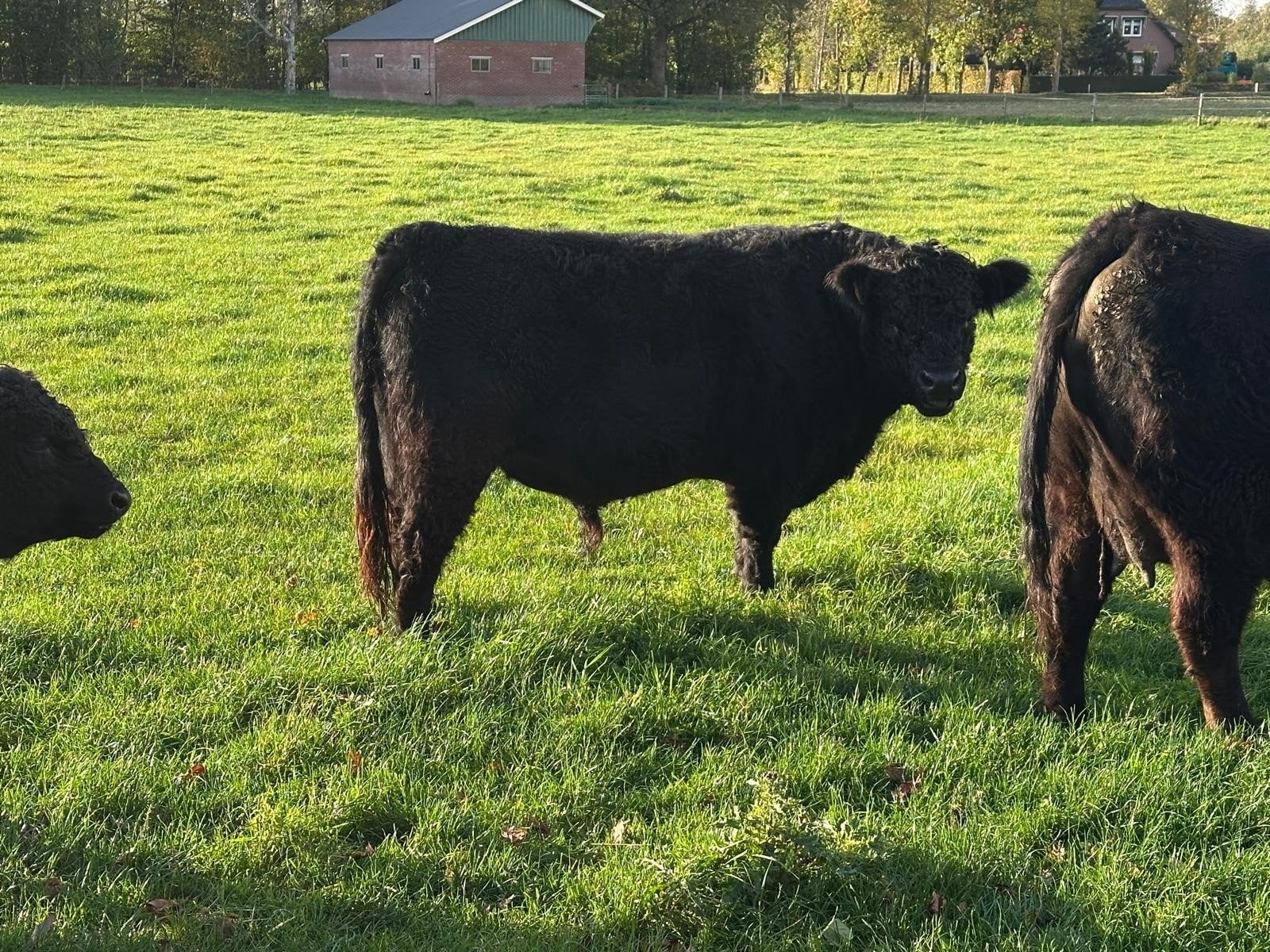 galloway koeien, Dieren en Toebehoren, Meerdere dieren