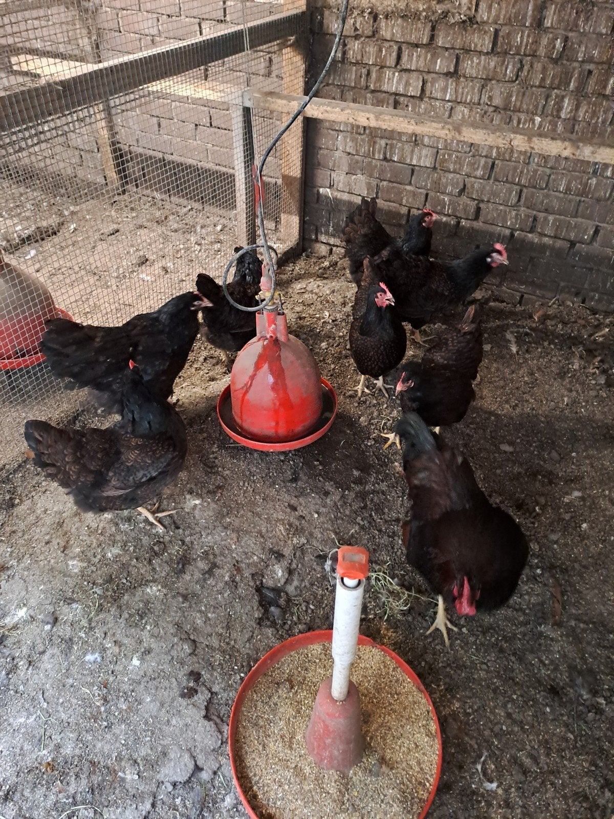 Barnevelder dubbel gezoomd , Zweedse bloemenkip,cream legbar, Dieren en Toebehoren, Meerdere dieren, Kip