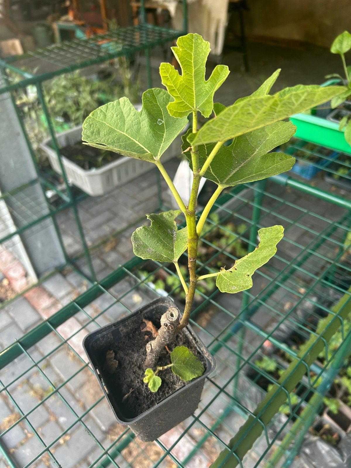 Ficus Carica ‘Brown Turkey’, Vijgenboom, Tuin en Terras, Ophalen of Verzenden, Overige soorten, Volle zon