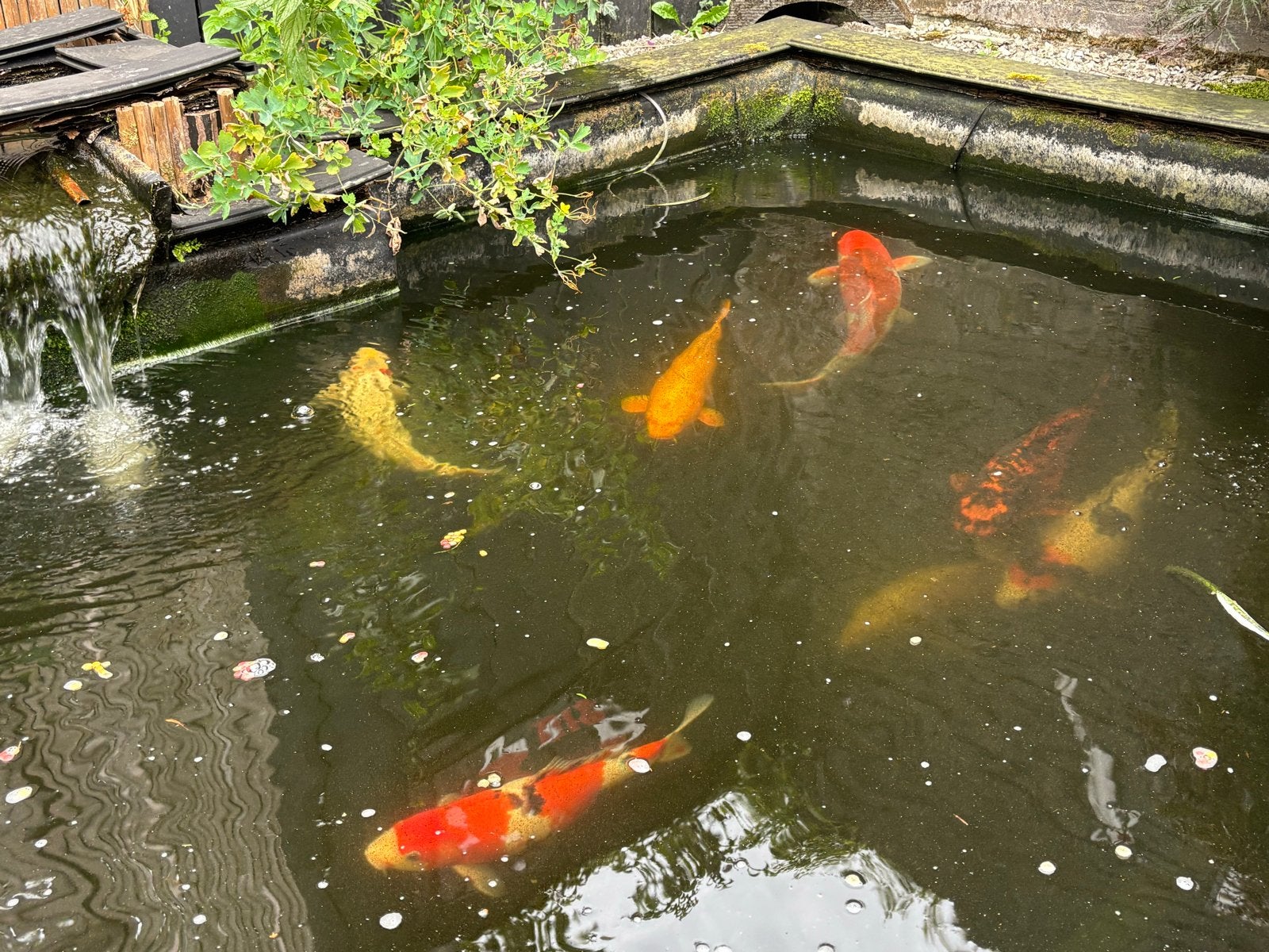 Koi karpers te koop, Dieren en Toebehoren, Vissen | Vijvervissen, Karper of Koi