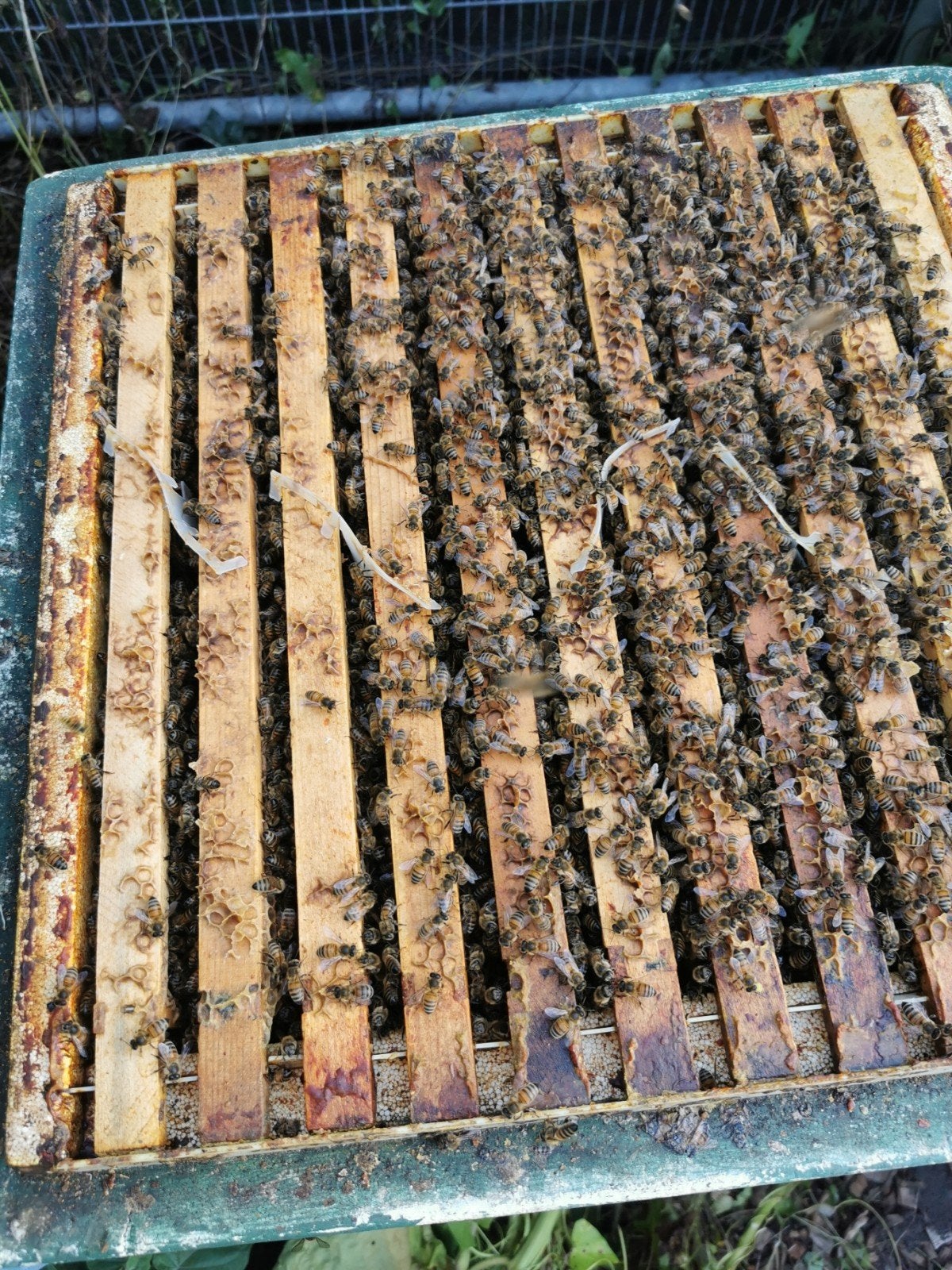 buckfast bijenvolk F1, Dieren en Toebehoren, Insecten en Spinnen, Bijen