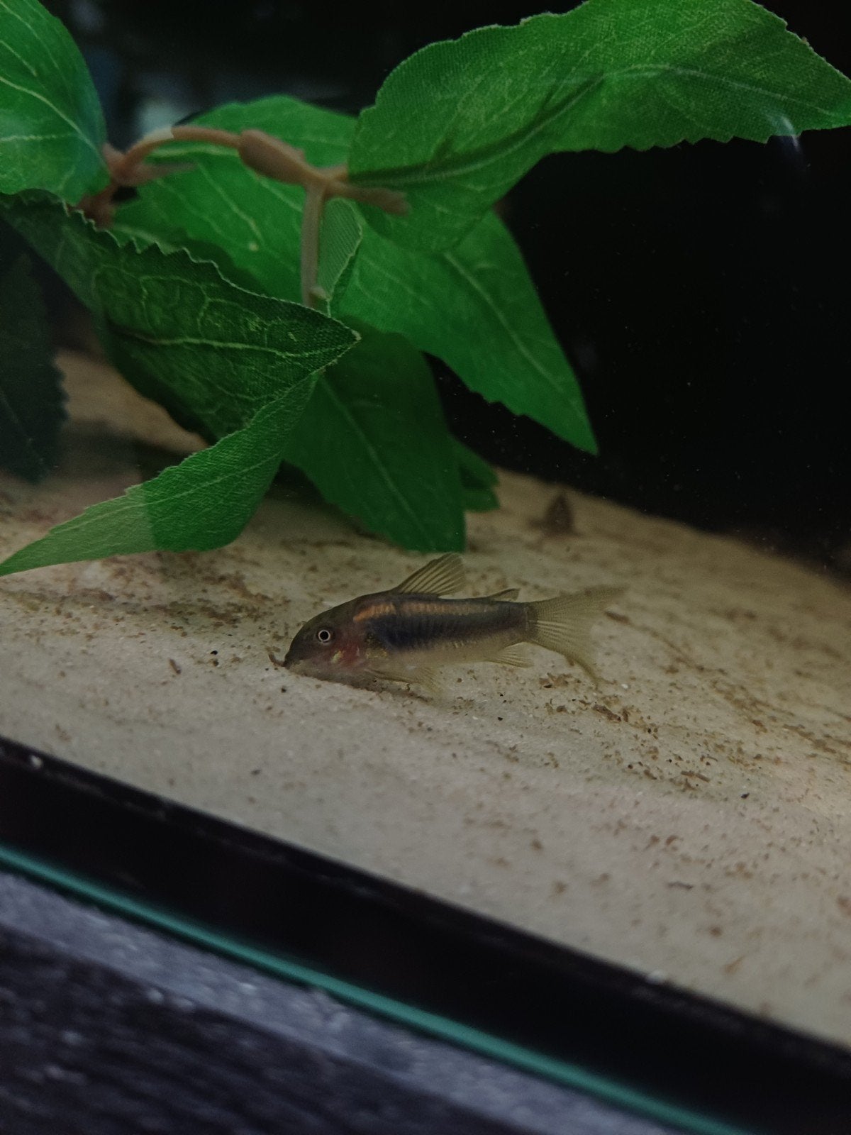 Corydora golden laser, Vis