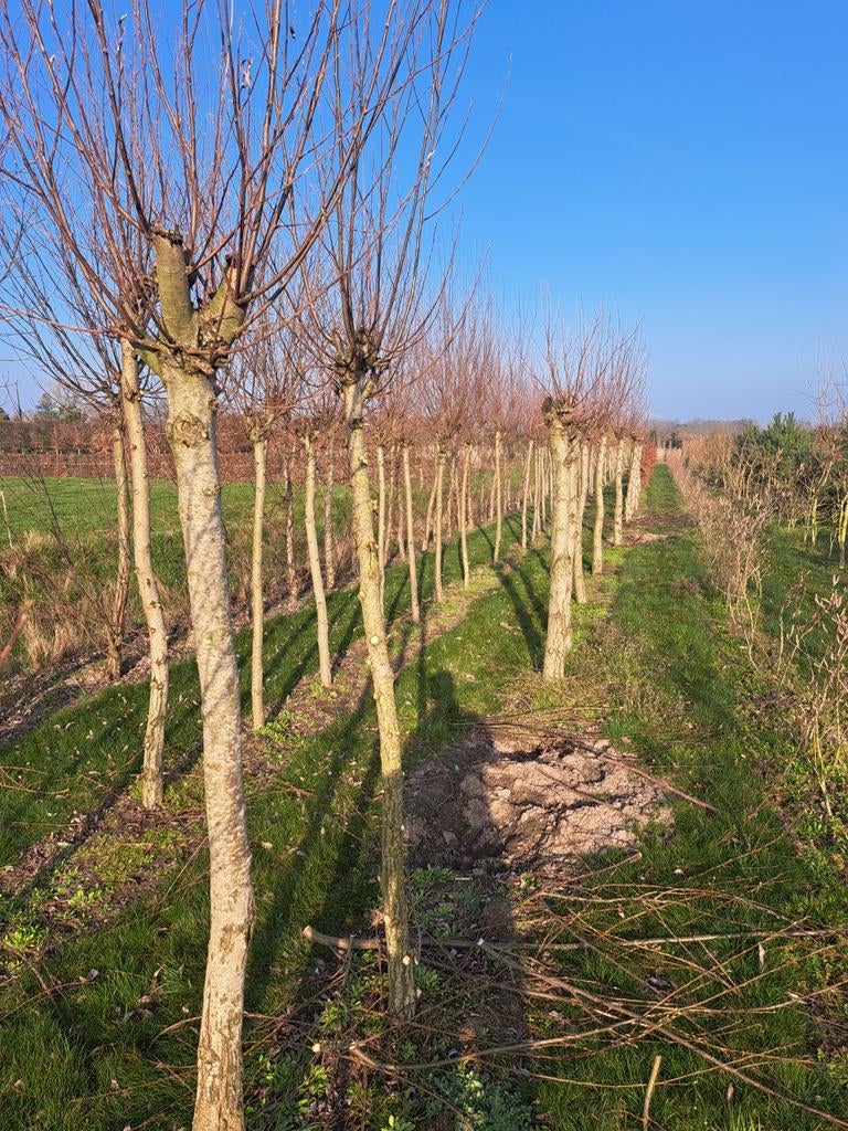 Knotwilgen te koop, diverse diktes, Tuin en Terras, Planten | Bomen, Ophalen of Verzenden, Volle zon, Overige soorten