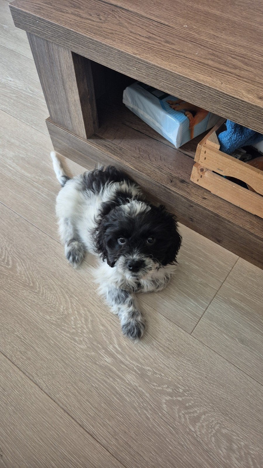 Lief puppy zoekt gouden mandje!, 15 weken tot 1 jaar, Eén hond, Nederland, Particulier
