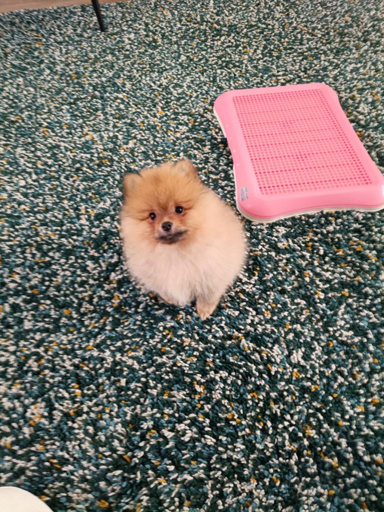 Pomeriaan kleine meisje, super mooi., Dieren en Toebehoren, Keeshond, Teef, Eén hond, Nederland