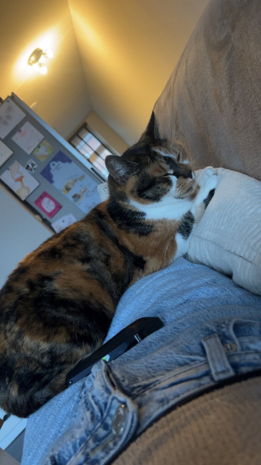 Vermist poes Saar, Dieren en Toebehoren, Poes, Kortharig, 6 jaar of ouder