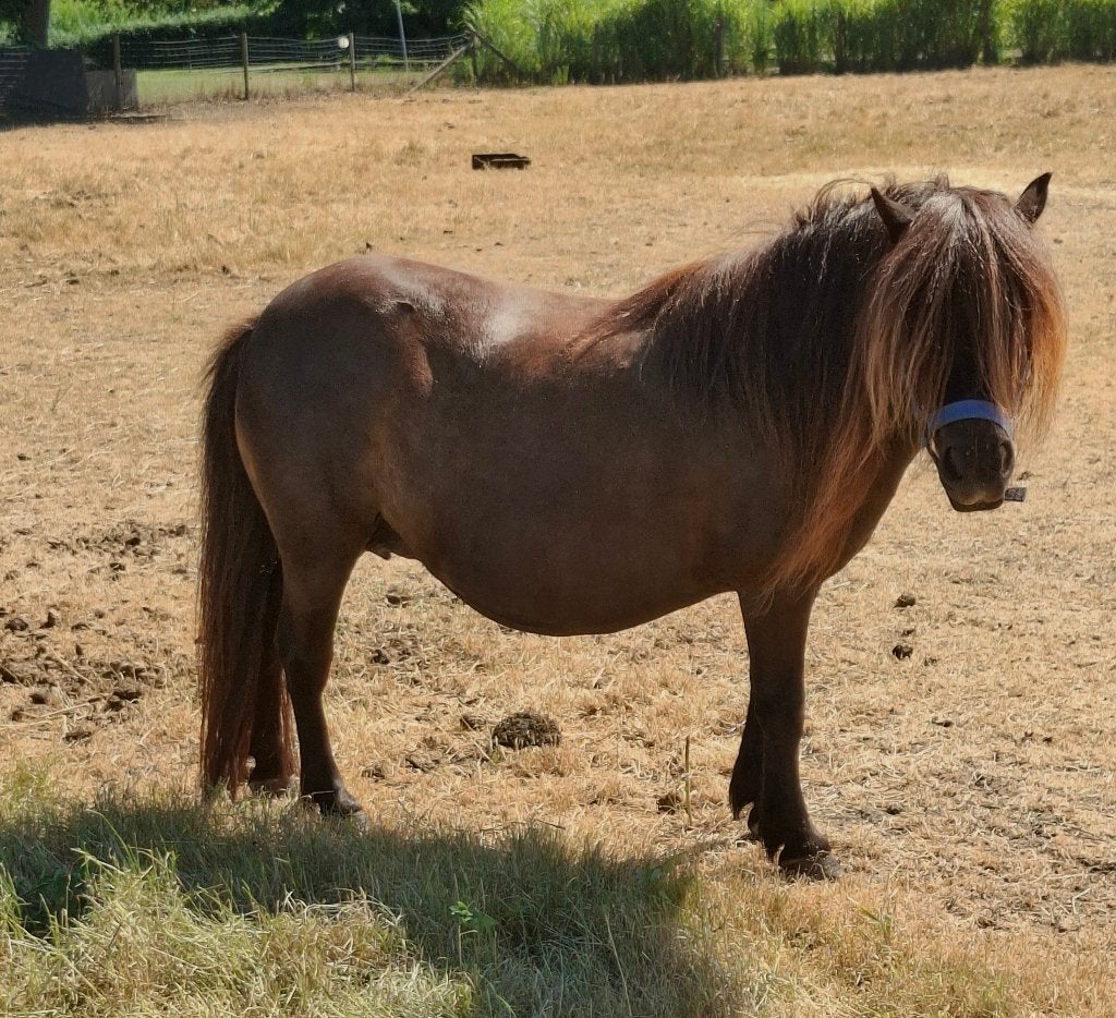 Shetland merrie met bont merrie veulen, Dieren en Toebehoren, Merrie