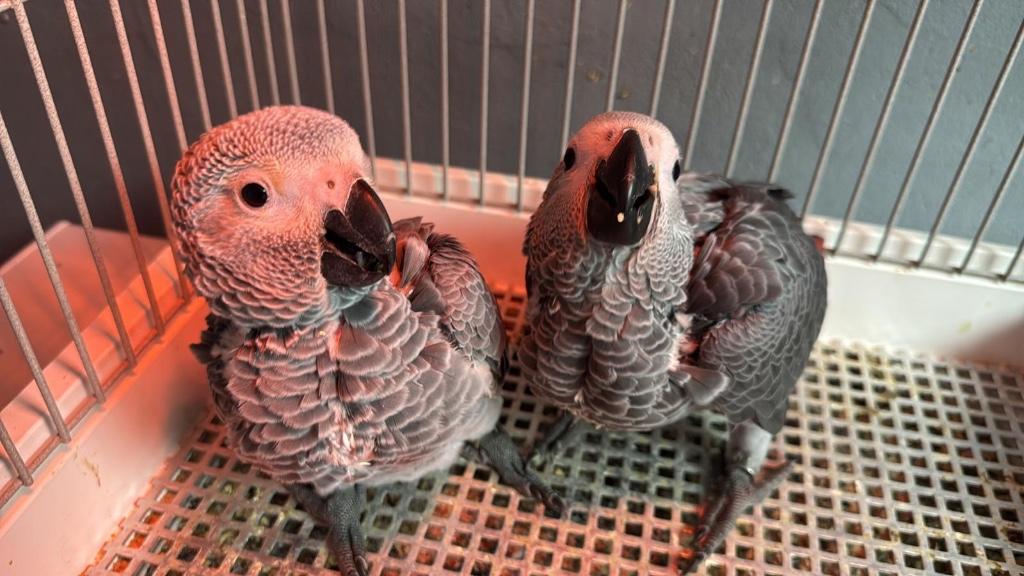 Tamme grijze roodstaart papegaai, Dieren en Toebehoren, Vogels | Parkieten en Papegaaien, Geslacht onbekend, Papegaai, Pratend