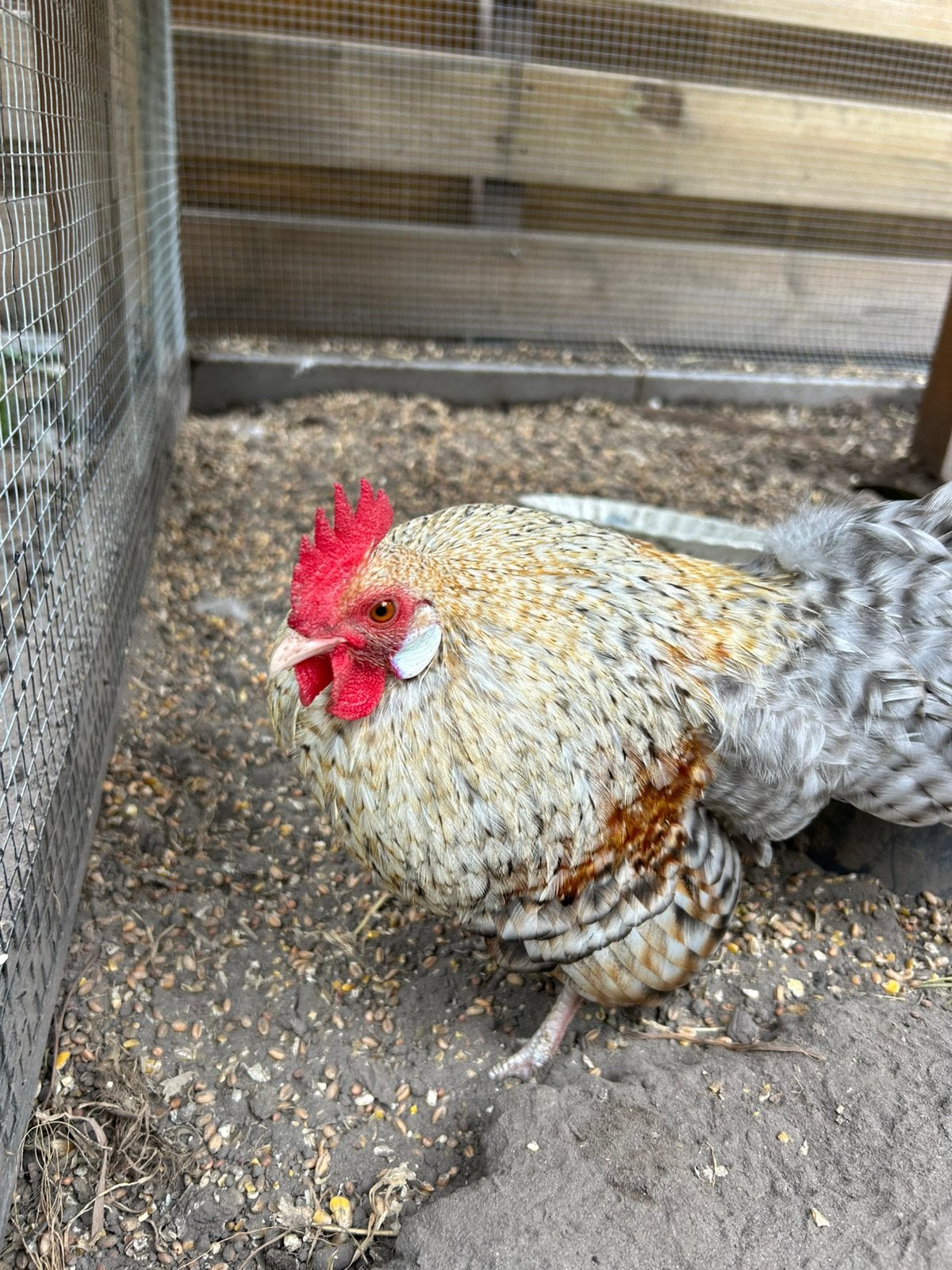 Jonge haan (hollandse kriel koekoekpatrijs), Dieren en Toebehoren, Pluimvee, Mannelijk, Kip