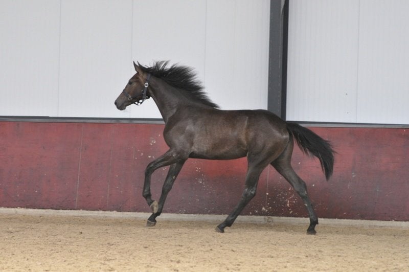 jaarling dressuurpaard schimmel, Dieren en Toebehoren, Paarden, Merrie, Minder dan 160 cm, Met stamboom, Niet van toepassing