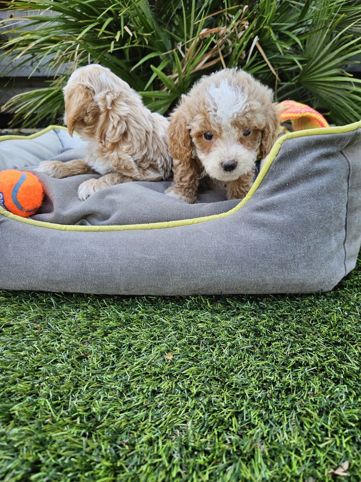 Maltipoo pups, Overige rassen, 8 tot 15 weken, Meerdere, Meerdere dieren