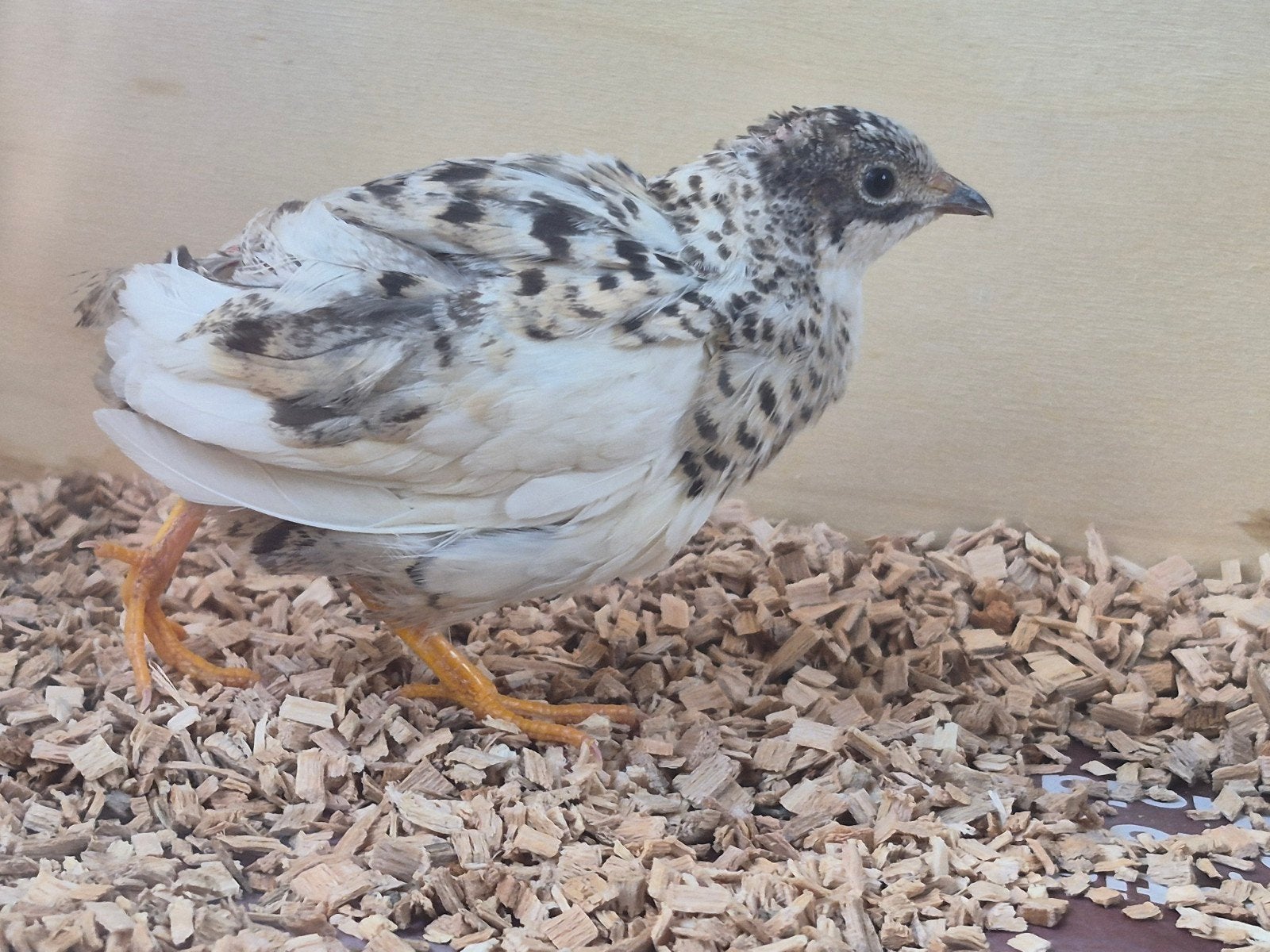 Chinese kwartels, Meerdere dieren, Overige soorten