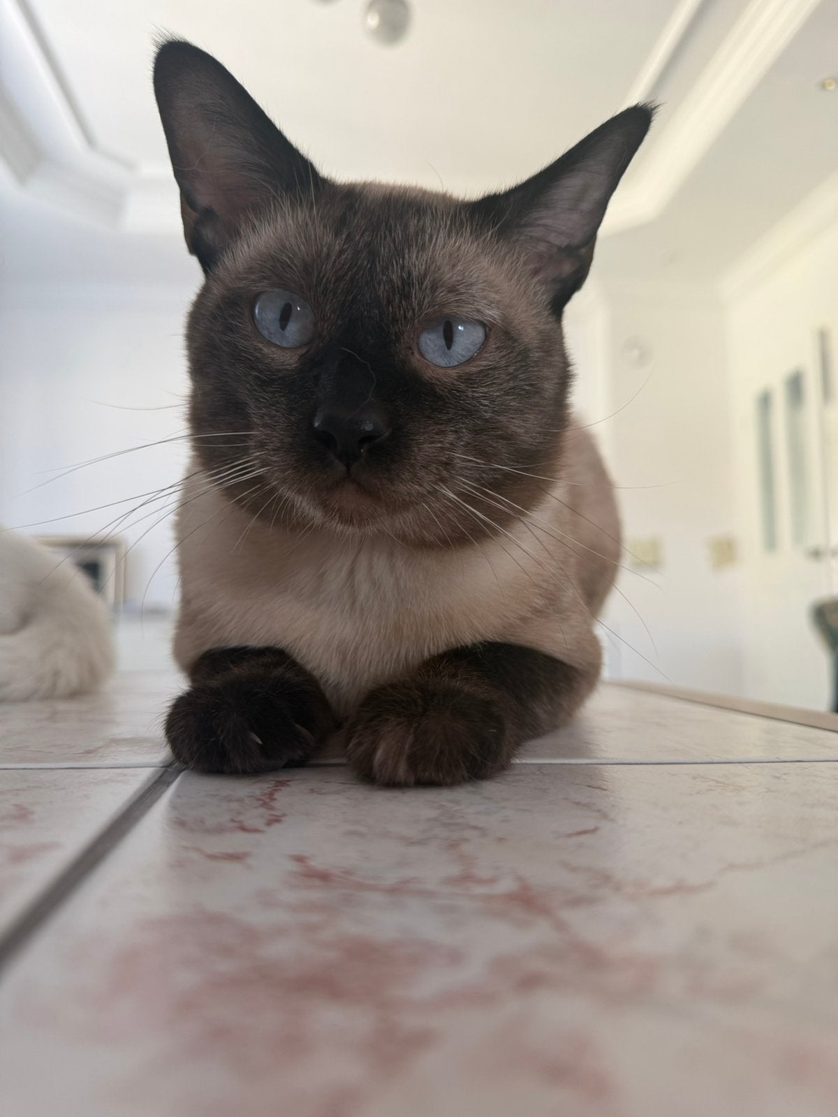 Siamees Dekkater (ervaren) Niet te koop!, Dieren en Toebehoren, Katten en Kittens | Dekkaters, 3 tot 5 jaar