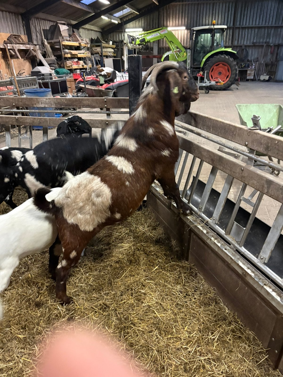 Te huur /dekking maanvlek boerbok, Dieren en Toebehoren, Mannelijk, Geit