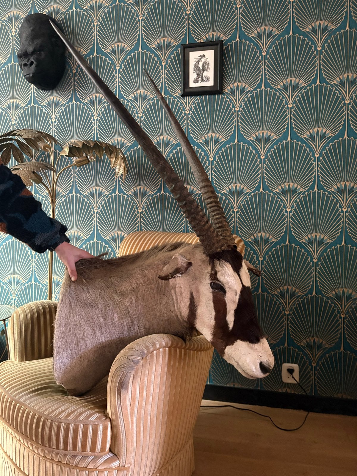 Opgezette oryx kop met gewei, Ophalen, Gebruikt, Hert, Opgezet dier