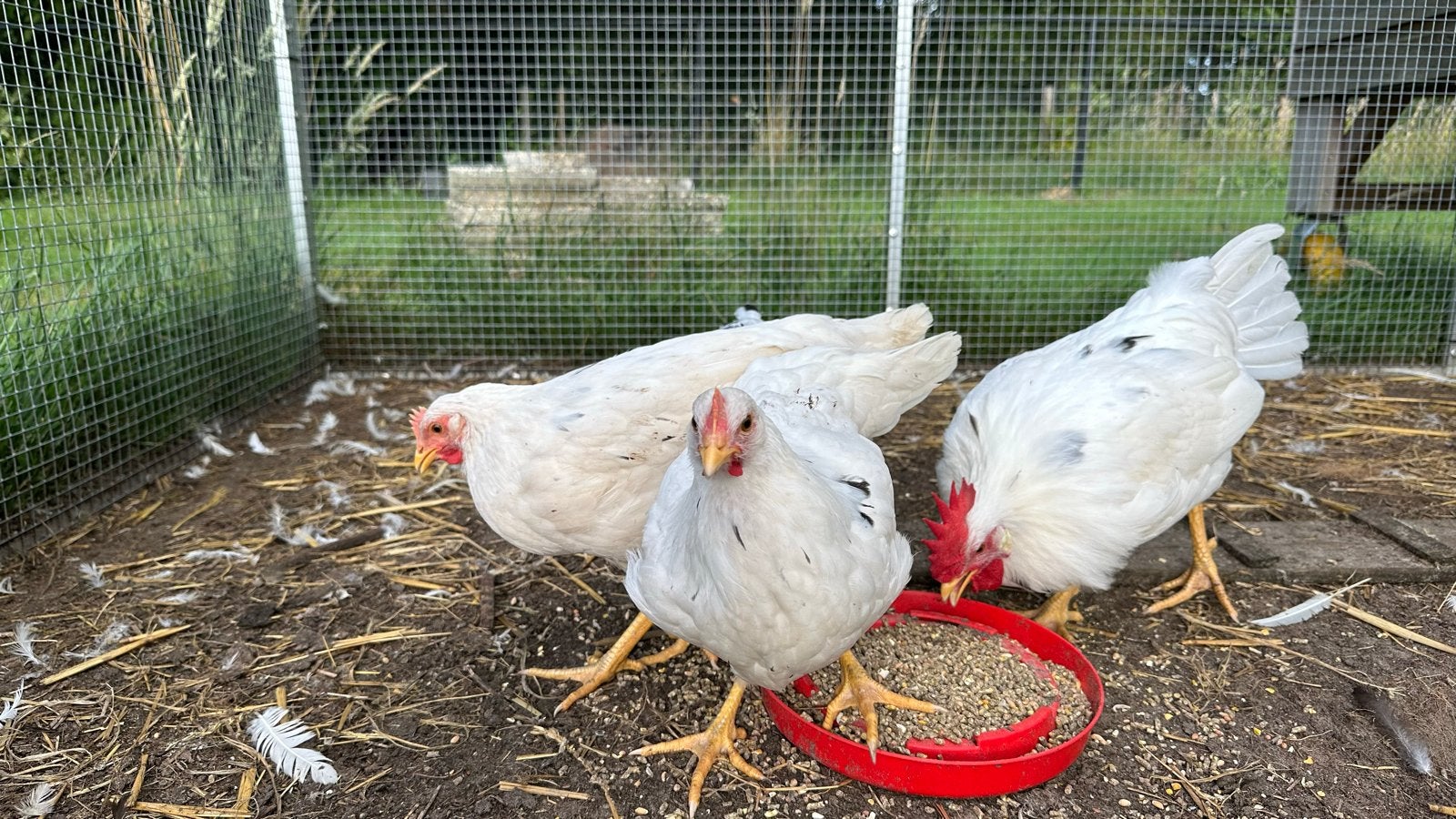 3 bonte/ witte Leghorn kippen, Dieren en Toebehoren, Pluimvee, Meerdere dieren, Kip