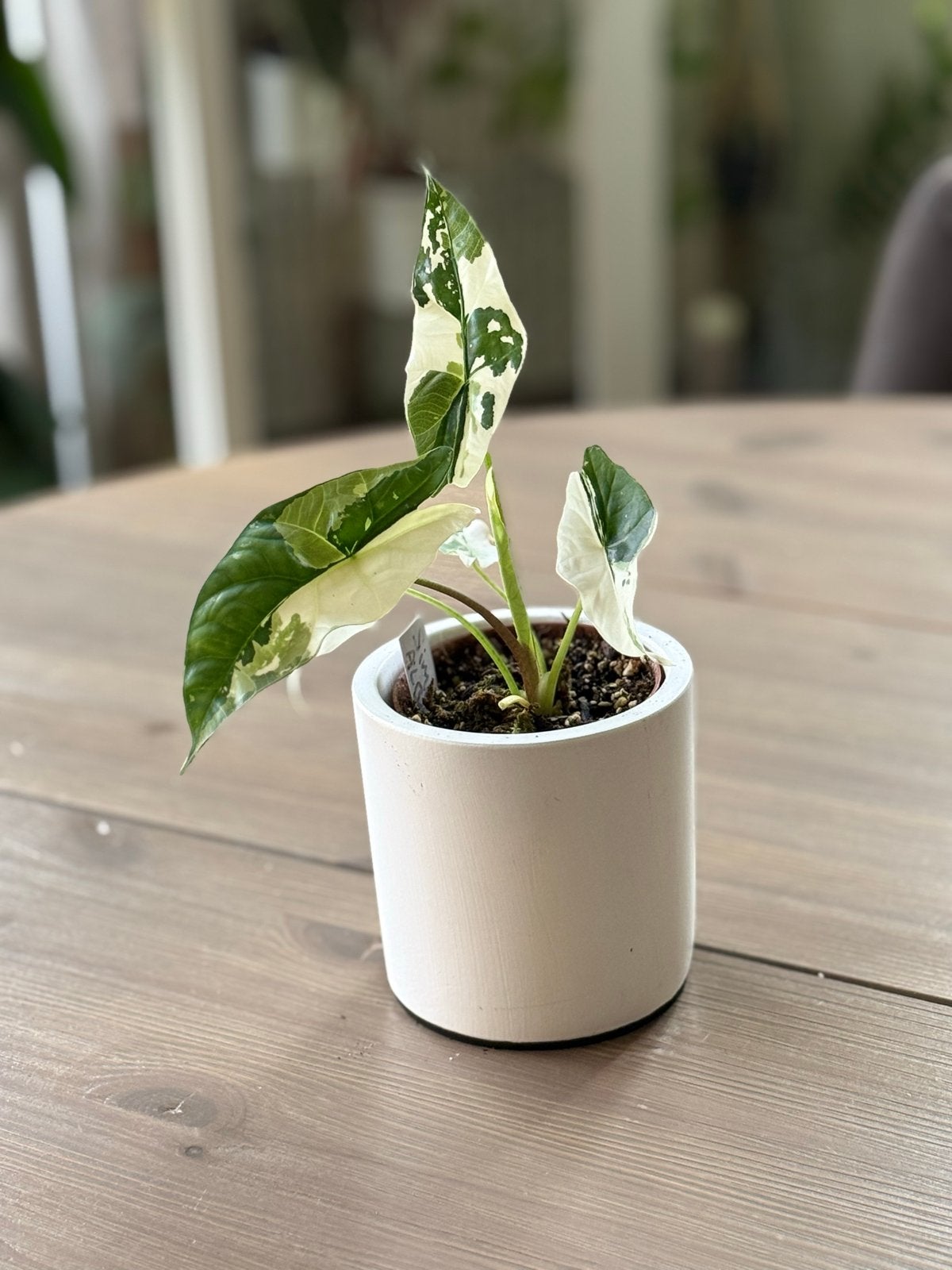 Alocasia Simpo Albo Variegata - Zeldzame Kamerplant, Tuin en Terras, Planten | Tuinplanten, Overige soorten, Vaste plant, Ophalen of Verzenden