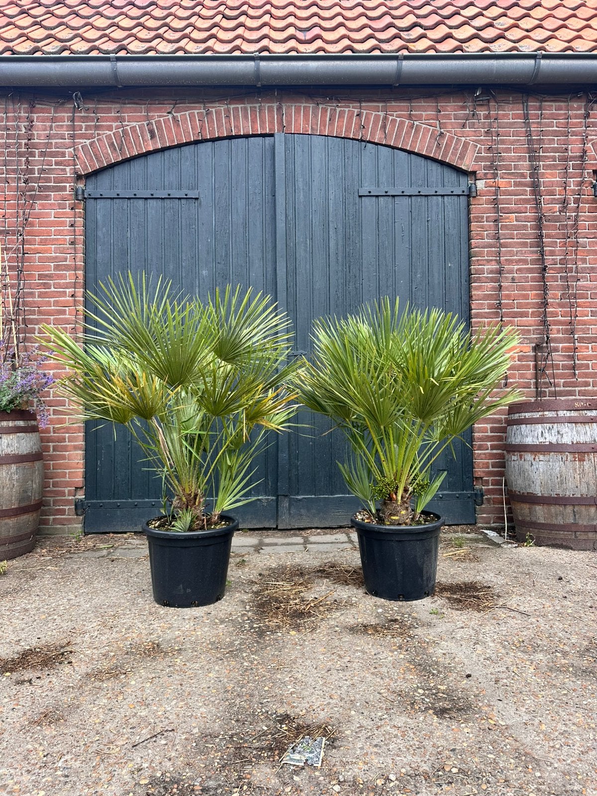 Europese dwergpalm (chamaerops humilis), Ophalen