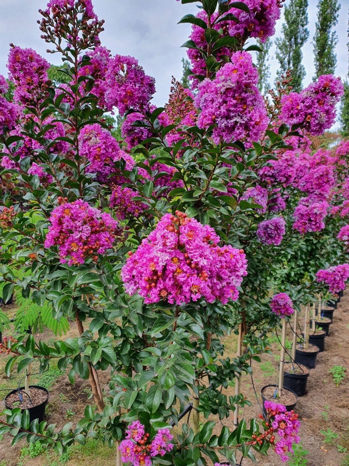Lagerstroemia indica purple / paarse bloemen / multistam ‼️, 250 tot 400 cm, Zomer, Ophalen, Volle zon
