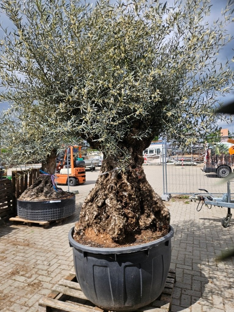 25% KORING OP DEZE XXL OUDE DIKKE KNOESTIGE OLIJFBOMEN.  , Olijfboom, 250 tot 400 cm, Zomer, Ophalen
