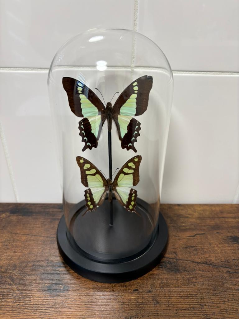 Geprepareerde vlinders in een glazen stolp, Verzamelen, Ophalen of Verzenden, Insect, Opgezet dier