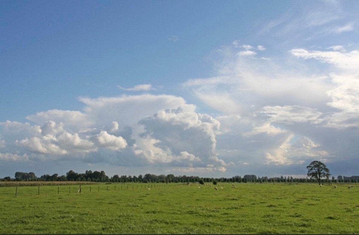 Gezocht: weiland te koop of te huur, Dieren en Toebehoren