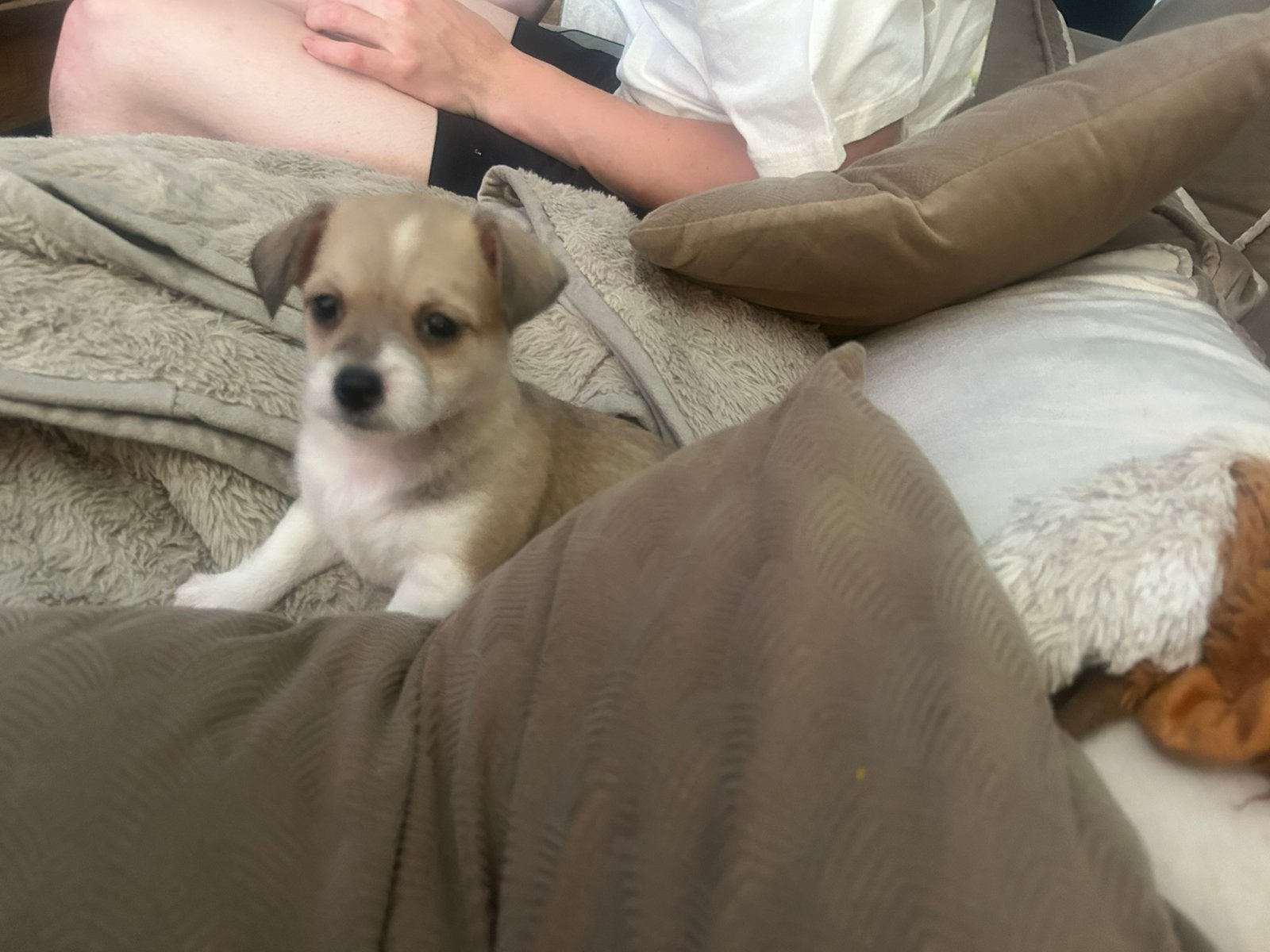 Pupie boemer Malteser, 8 tot 15 weken, Teef, Parvo, Eén hond