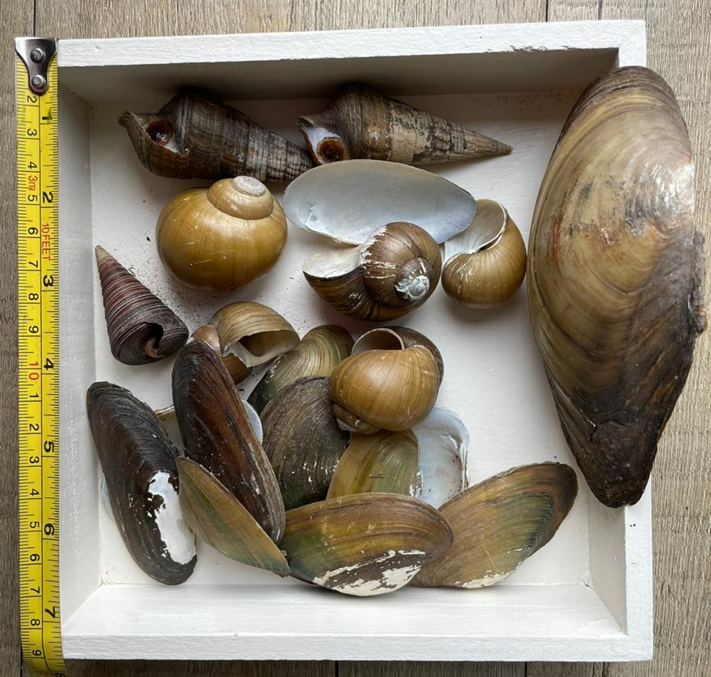Verschillende slakkenhuizen- Indonesië, Verzamelen, Ophalen of Verzenden, Schelp(en)