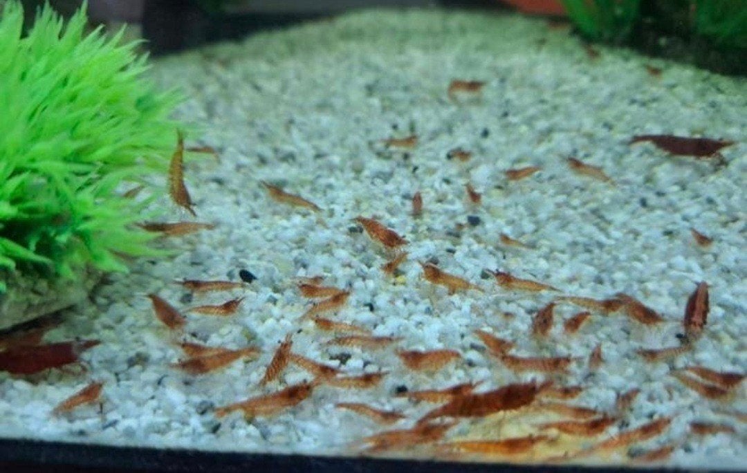 Kersengarnalen, Dieren en Toebehoren, Vissen | Aquariumvissen, Vis