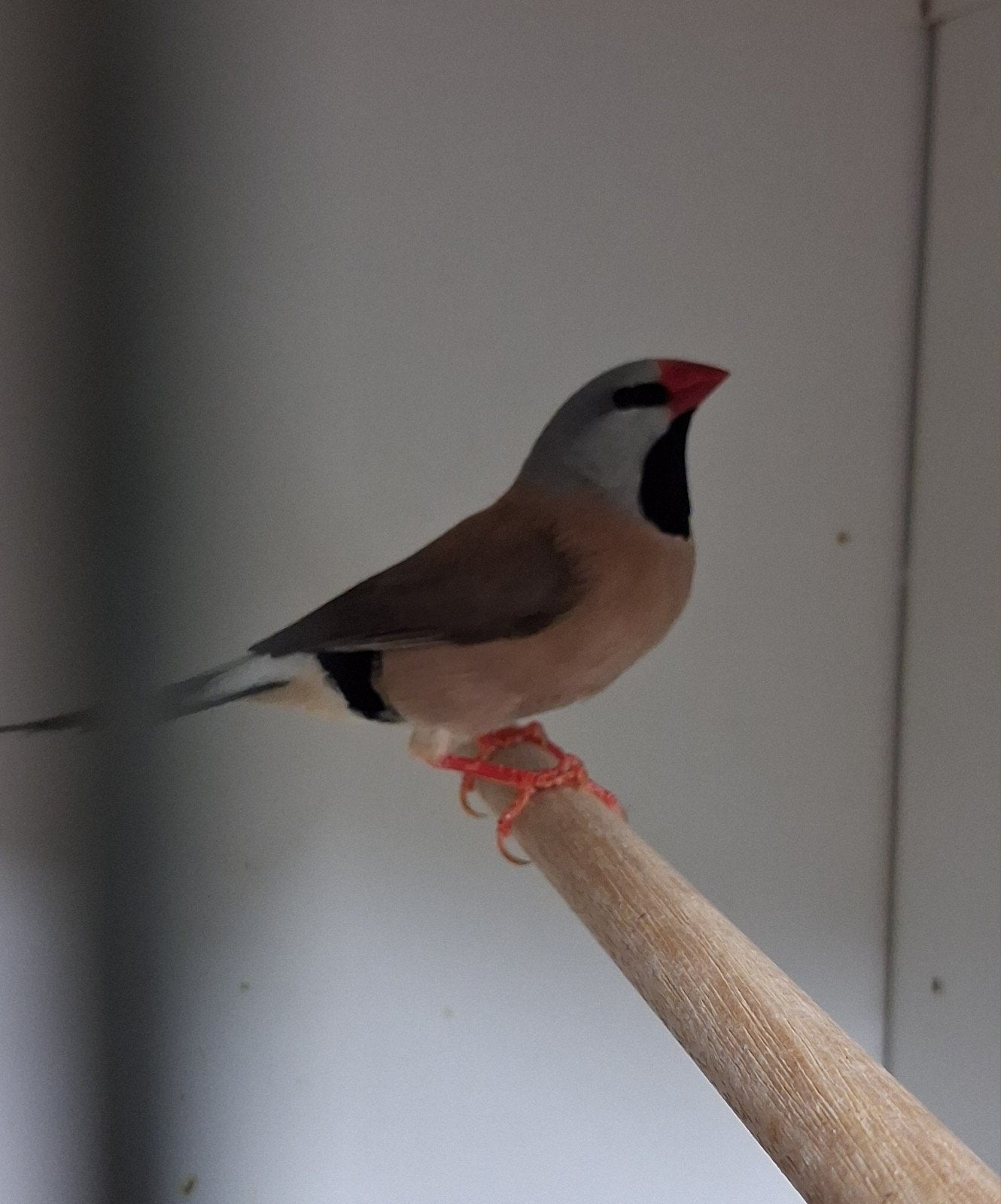 spitsstaart amadine man 2025, Dieren en Toebehoren, Vogels | Overige Vogels, Mannelijk, Tropenvogel